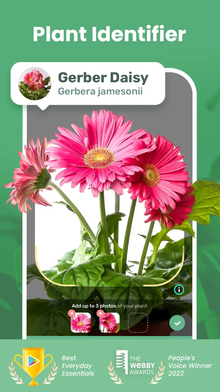 Blossom MOD APK 1